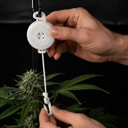 Pflanzen Jojo im Einsatz an Cannabis Pflanze – Aufhängerolle stabilisiert schwere Blüten und wächst automatisch mit der Pflanze